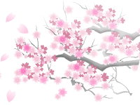 満開の桜の木